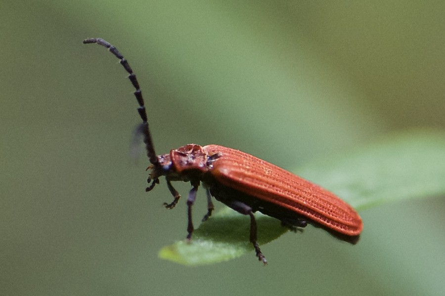 Lopherus rubens