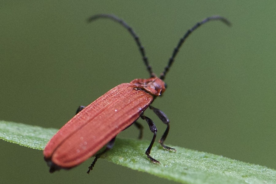 Lopherus rubens