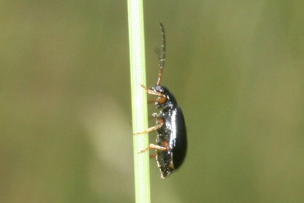 Luperus longicornis