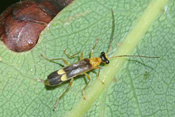 Insektenbox Malthinus punctatus (Bild 1)