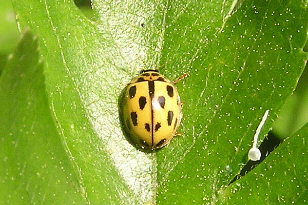 Vierzehnpunktiger Marienkäfer