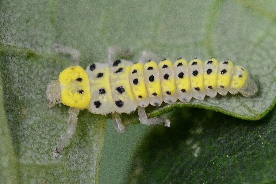 Sechzehnfleckiger Marienkäfer