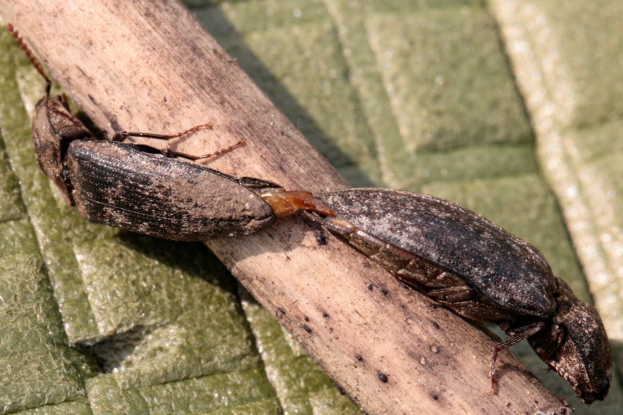 Mausgrauer Sandschnellkäfer