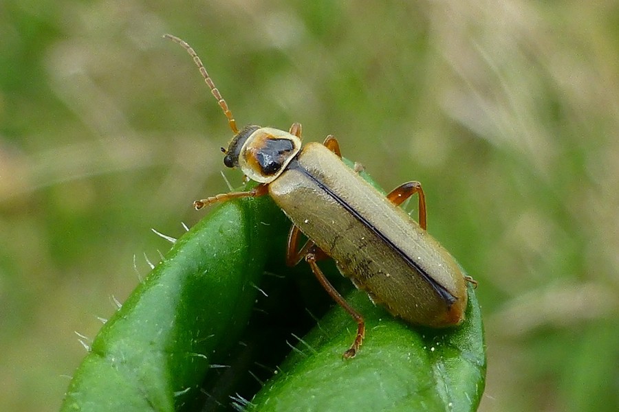 Metacantharis clypeata