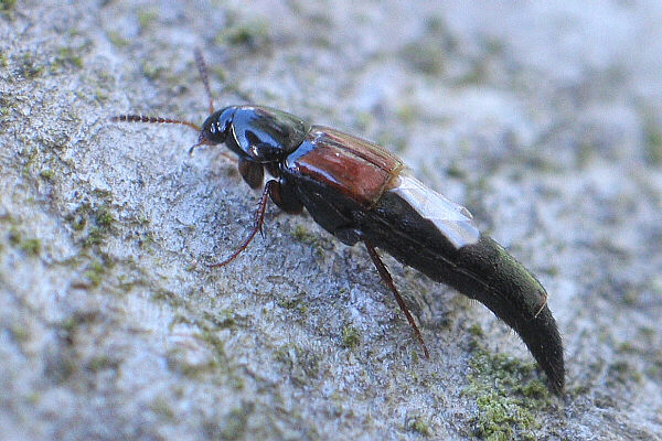 Mycetoporus longulus