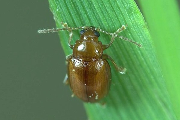 Neocrepidodera ferruginea