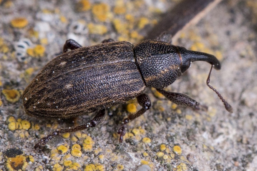 Notaris bimaculatus