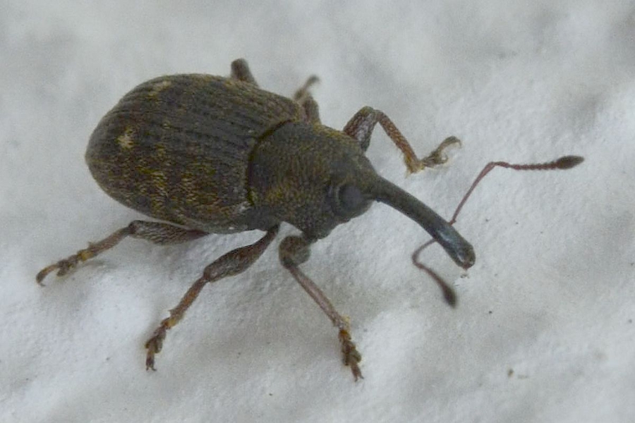 Notaris acridulus