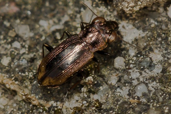 Zweigefleckter Eilkäfer