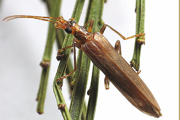 Oedemera femoralis