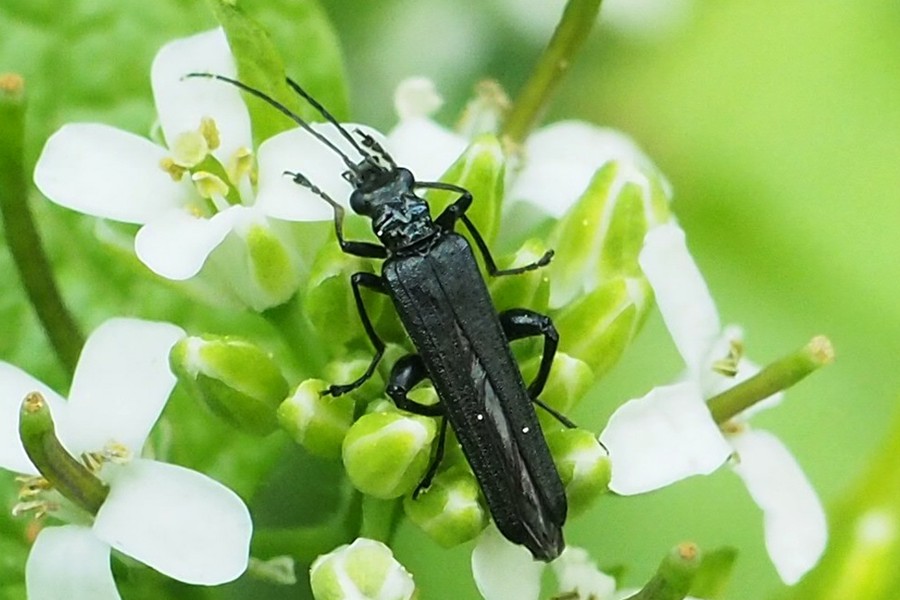 Oedemera tristis