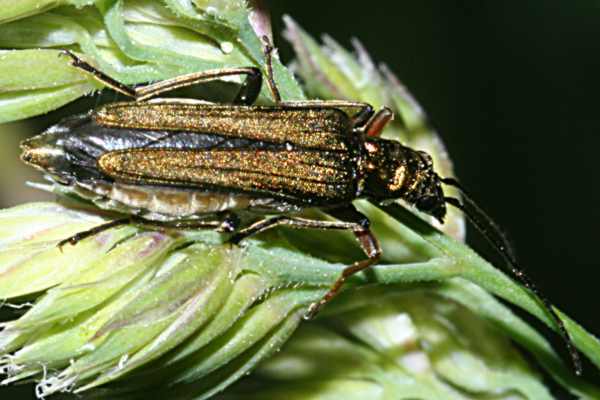 Oedemera flavipes