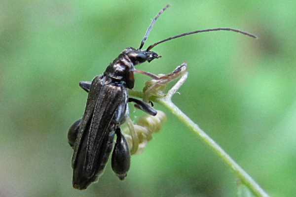 Oedemera flavipes