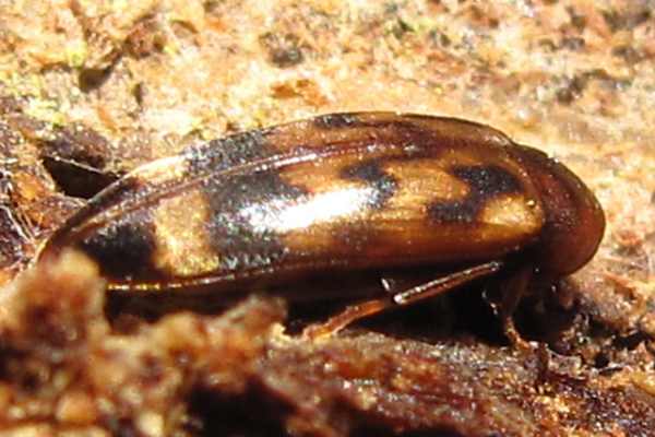 Orchesia undulata