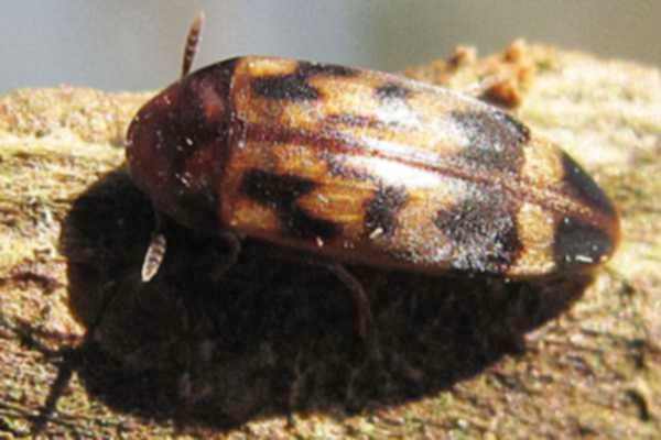 Orchesia undulata