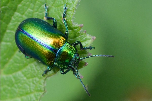 Oreina cacaliae