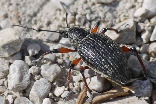 Otiorhynchus sensitivus