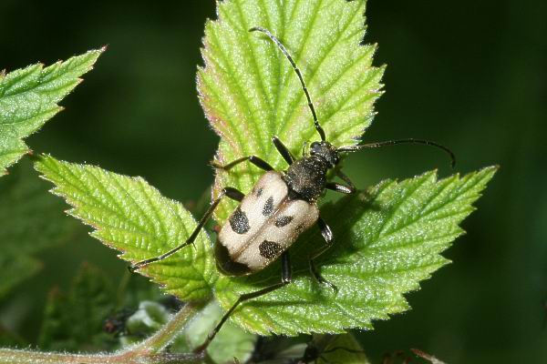 Pachytodes cerambyciformis