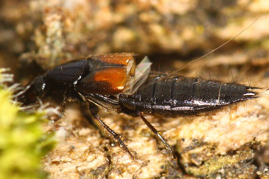 Philonthus nitidicollis