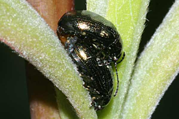 Kleiner Weidenblattkäfer