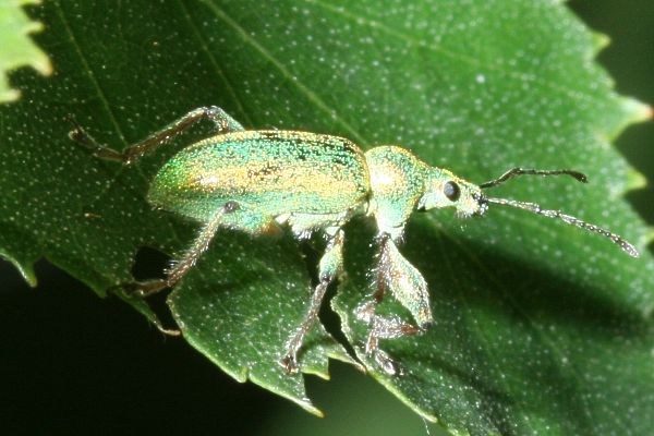 Phyllobius arborator