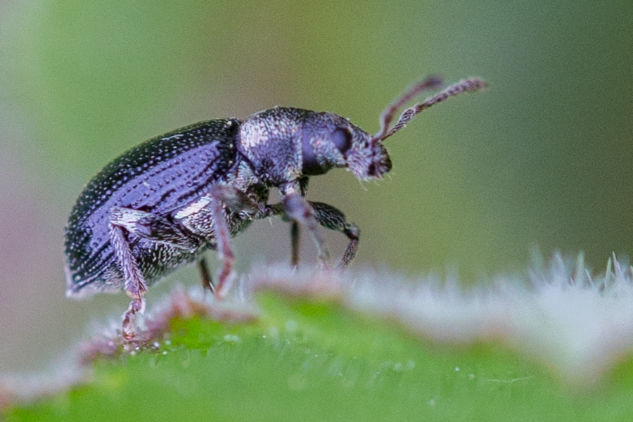 Phyllobius viridicollis