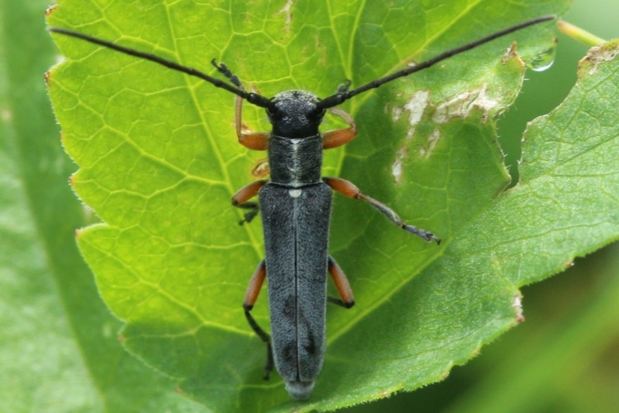 Phytoecia rufipes