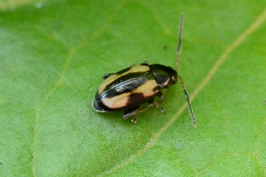 Phyllotreta striolata