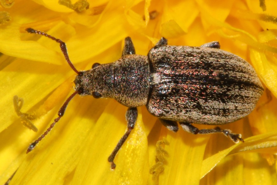 Phyllobius vespertinus