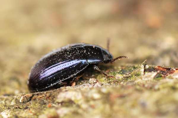 Platydema violaceum
