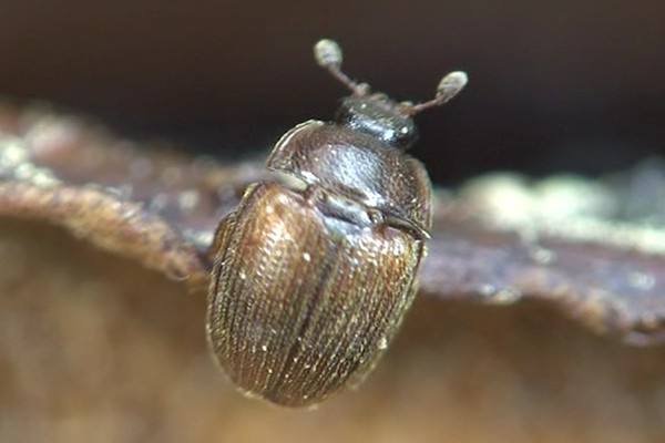 Pocadius ferrugineus