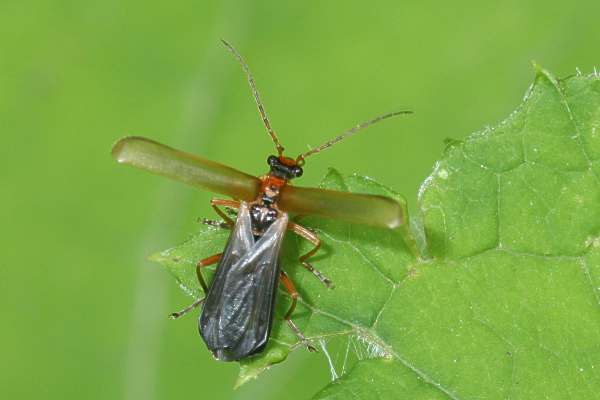 Podabrus alpinus