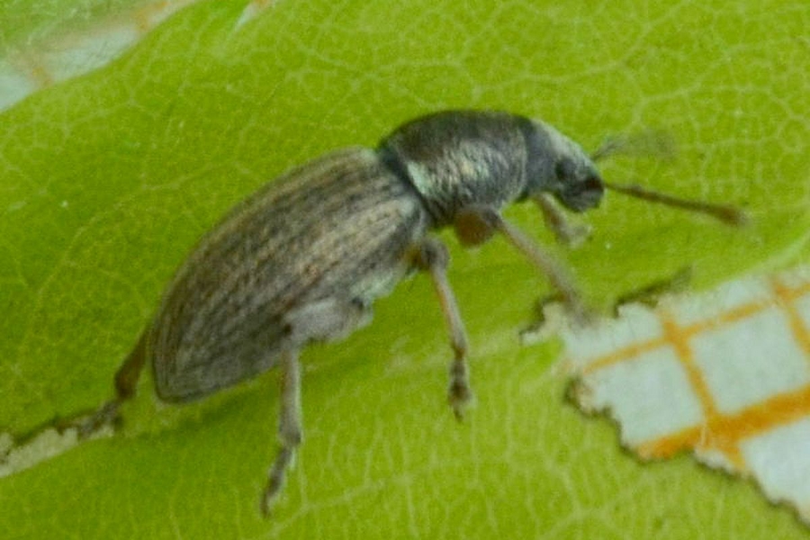 Polydrusus marginatus