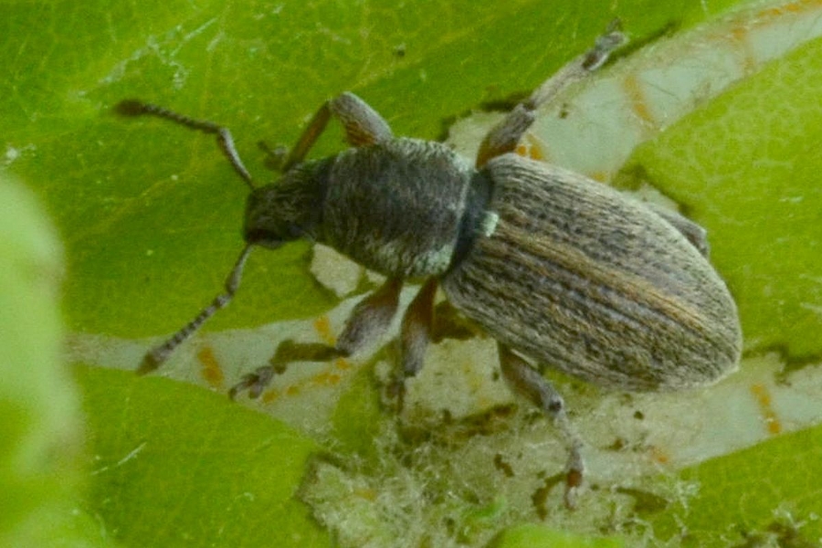 Polydrusus marginatus