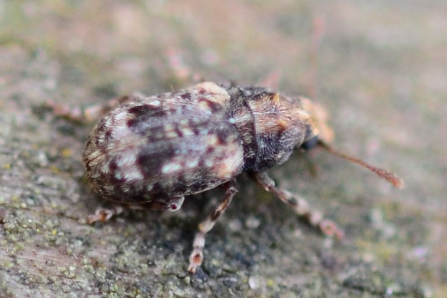 Pseudeuparius sepicola