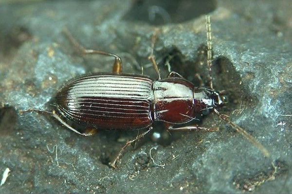 Pterostichus longicollis