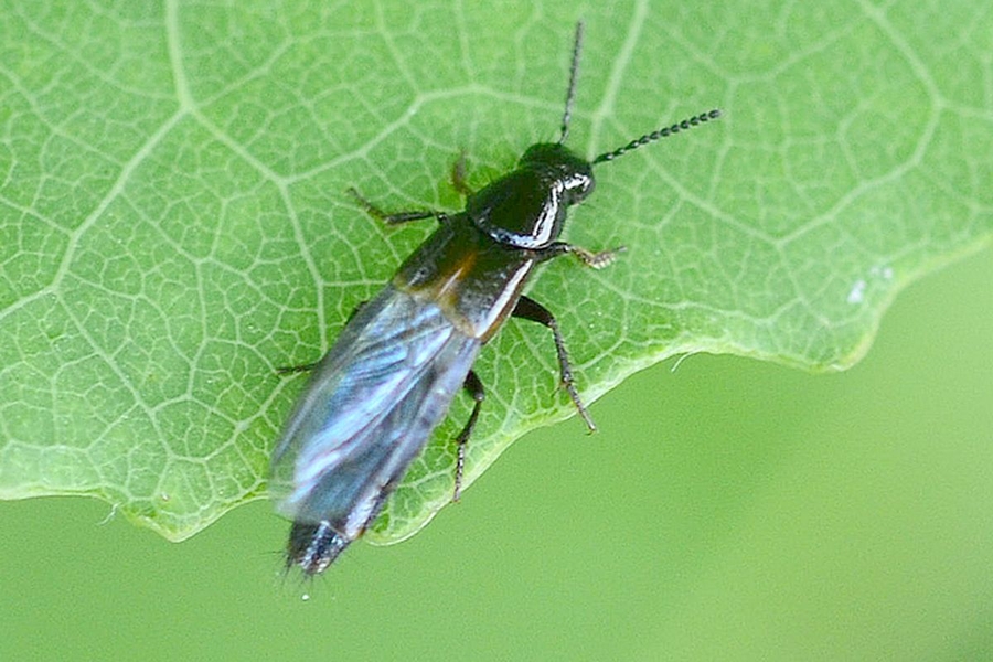 Quedius cinctus