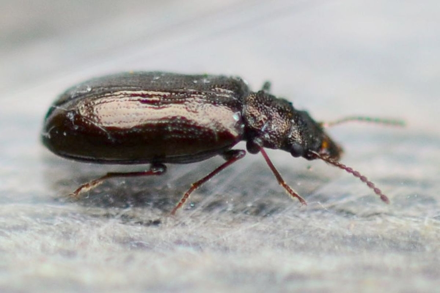 Rabdocerus gabrieli