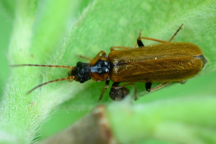 Rhagonycha limbata