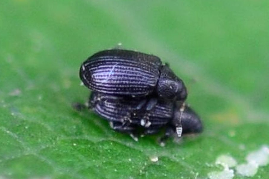 Rhamphus pulicarius