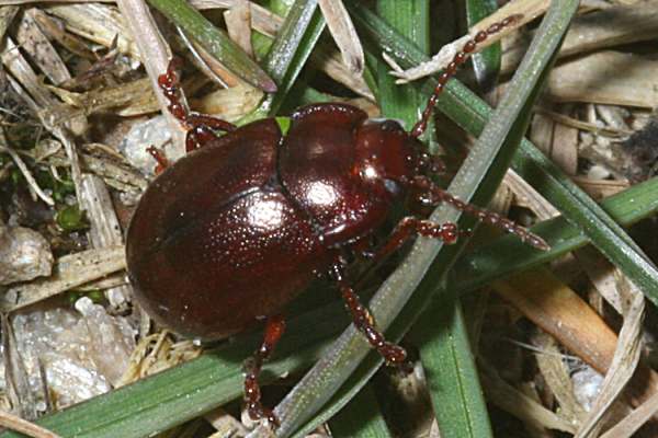 Rotbrauner Blattkäfer