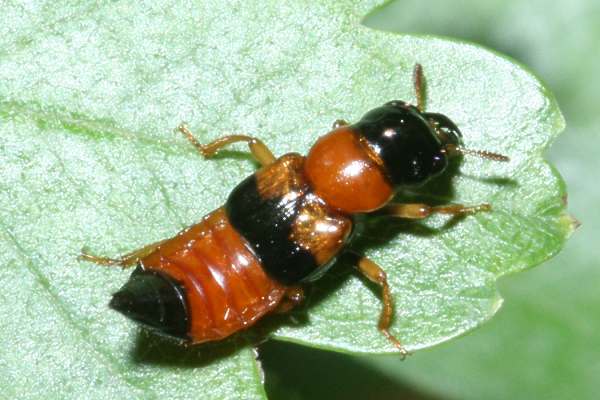 Roter Bunträuber