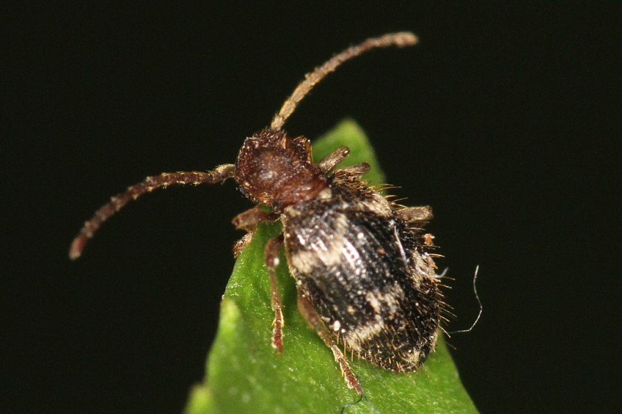 Rotbeiniger Diebskäfer