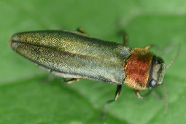 Rotblauer Pappel-Prachtkäfer