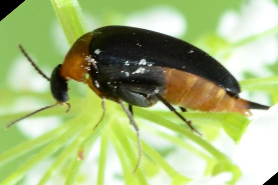 Rotbauchiger Stachelkäfer