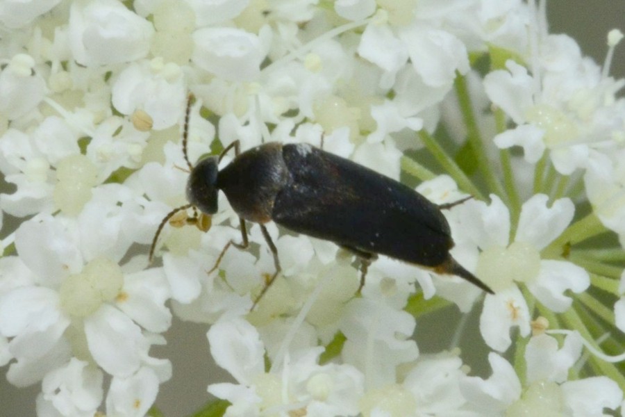 Rotbauchiger Stachelkäfer