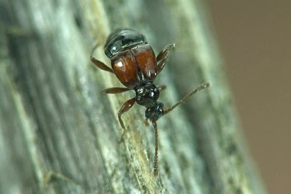 Rybax longicornis