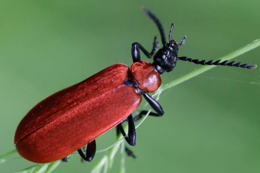 Scharlachroter Feuerkäfer