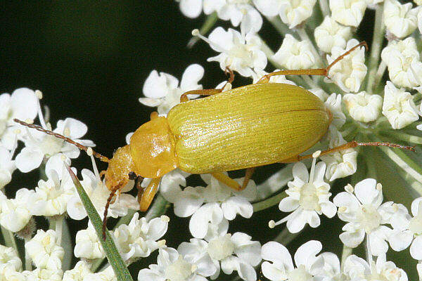 Schwefelkäfer