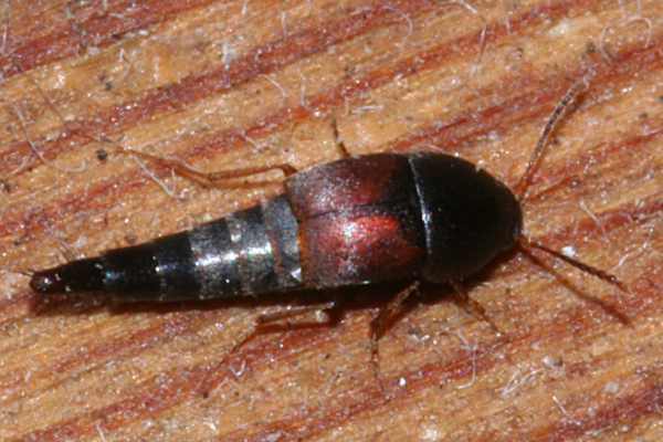 Sepedophilus marshami